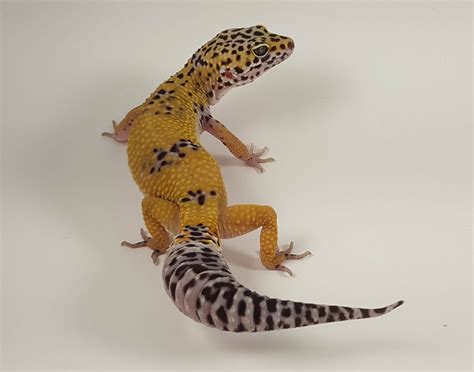 high yellow leopard gecko morph.